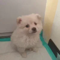 سگ پامر|سگ|برخوار, |دیوار