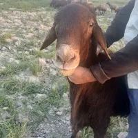 قوچ ،بره ،میش