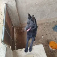 سگ ژرمن ماده