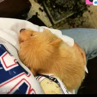 سگ دو ماهه اموزش دیده محل مدفوع وادرار