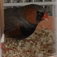 فنچ جفت مولد اروپایی کینگ بلک برست