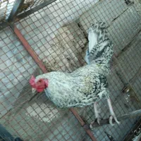 خروس محلی اصل معاوضه با ps2