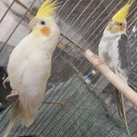 عروس هلندی مولد