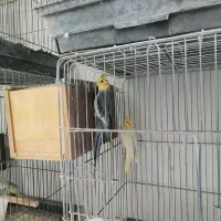 عروس هلندی با جوجه|پرنده|رفسنجان, |دیوار