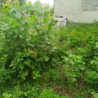 فروش زمین در  پیرکلاچای رشت (طرح هادی و مسکونی)|فروش زمین و ملک کلنگی|رشت, حومه رشت|دیوار