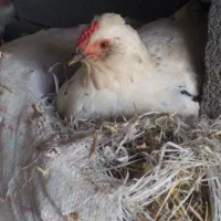 تخم‌ مرغ گلین|حراج|سرپل ذهاب, |دیوار