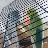 یک جفت مرغ عشق|پرنده|مبارکه, |دیوار