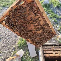 زنبور بومی ده قاب فشرده