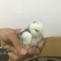 جوجه لاری فروشی کیفیت فول اصیل|حیوانات مزرعه|گنبد کاووس, |دیوار