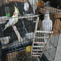 عروس هلندی خوشگل