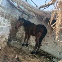 نریان و مادیان یورقه|اسب و تجهیزات اسب‌سواری|میانه, |دیوار