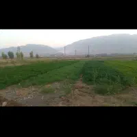 خوراکی و آشامیدنی|خوردنی و آشامیدنی|قلعه شاهین, |دیوار