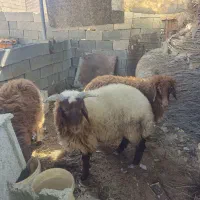 ۳عدد بره پرگوشت درجه یک|حیوانات مزرعه|اهواز, کیانشهر|دیوار