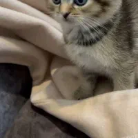 گلدون کوچولو|گربه|تهران, دانشگاه شریف|دیوار