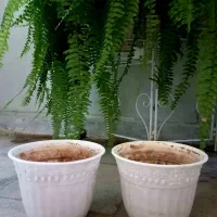 گلدان پلاستیکی گل میخ کریستال برنز|گل و گیاه طبیعی|تهران, نیروی دریایی|دیوار