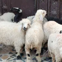 گوسفند نر دمخونگی