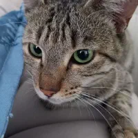 واگذاری گربه چهارماهه|گربه|قم, شهرک امام حسن|دیوار