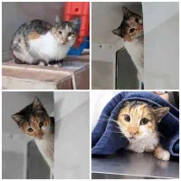 واگذاری رایگان کالیکو عقیم و واکسینه