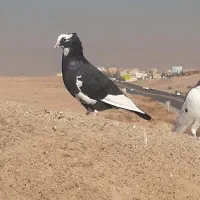 خال قارا نر