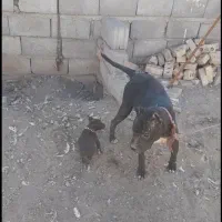 پیت بول پیتبول|سگ|مشهد, همت آباد|دیوار