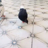 اشعل دوم سفید نر جوان