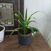 گل طبیعی پاندانوس|گل و گیاه طبیعی|کرج, بنیاد|دیوار