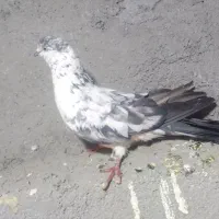 کفتر نر سوسکی