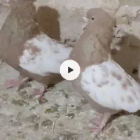 جفت سینه زرد نرماده