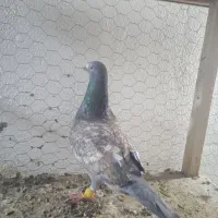 قره طاوسی|پرنده|مه ولات, |دیوار