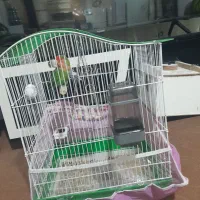 ۲۵۰۰۰۰۰تومان|پرنده|اردبیل, |دیوار