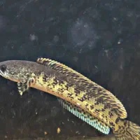 چانا گلدن کبری