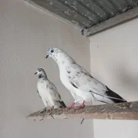 کبوتر جفت سوسک