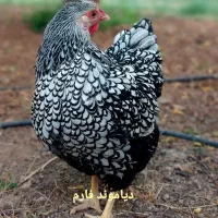 ویاندوت سیلور،ورورک بلک