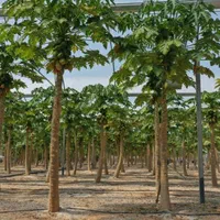 فروش گلخانه میوه های استوایی در خراسان شمالی|فروش دفتر صنعتی، کشاورزی، تجاری|آشخانه, |دیوار