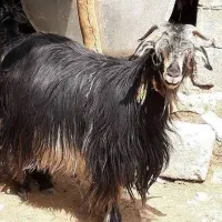 گوسفند بز