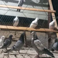 کبوتر ایرانی ۲۵ عدد|پرنده|اردبیل, |دیوار