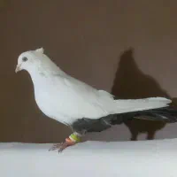 کفتر رنگی دمبی و کله دمبی و دوکتی ماده