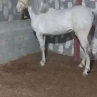 اسب|اسب و تجهیزات اسبسواری|دشتک, |دیوار