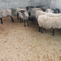 میش رومانف آبستن چند قلو زا (درگز)|حیوانات مزرعه|مشهد, منزل آباد|دیوار