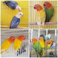 کوتوله قناری کفترقفس جوجه گرینچیک ملنگو کاسکو عروس|پرنده|مشهد, گاز|دیوار