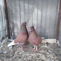 فروش فوریه یه جفت کفتر پرشی