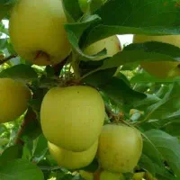 نیازمند کارگر برای باغ