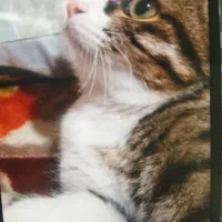 گومشده|گربه|فلاورجان, |دیوار