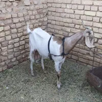 بز آبستن