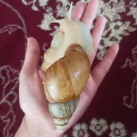 حلزون کلاژن ساز