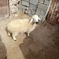 بره ماده سبک