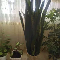 گل مطبق ۷ طبقه سالم وسلامت|گل و گیاه طبیعی|خلخال, |دیوار