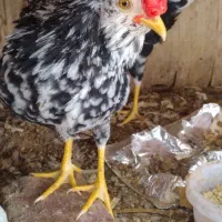 مرغ و خر‌وس گلین|حیوانات مزرعه|اردکان, |دیوار