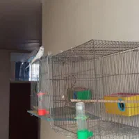 یه جفت مرغ عشق مولد ۵ تا جوجه|پرنده|شاهین‌شهر, حافظ شمالی|دیوار