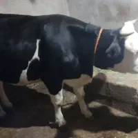 گاو شکم اول